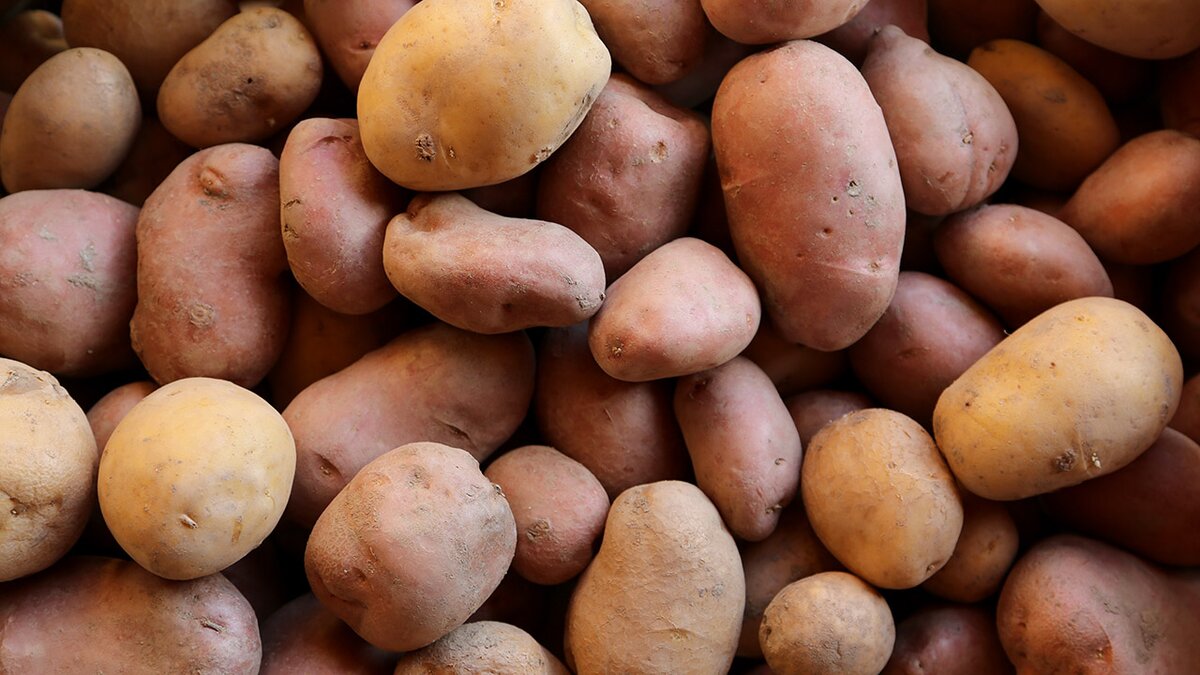 Nella foto: patate bio di montagna. Fine descrizione.